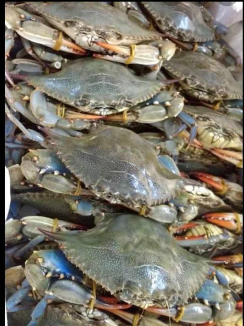 Crabs- Ocean Fresh