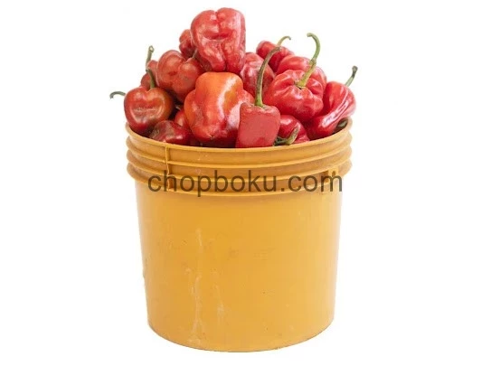 Fresh Tatase (Red Bell Pepper) – Premium Nigerian Fresh Pepper for Stew, Jollof Rice & Soups | Retail & Bulk