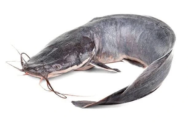Fresh Obokun Catfish – Premium Live/Fresh Catfish for Pepper Soup & Grilling | Buy in Lagos, Abuja, Port Harcourt & Nigeria
